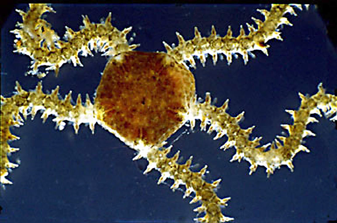 Ophiothrix fragilis (Abildgaard, in O.F. Müller, 1789)